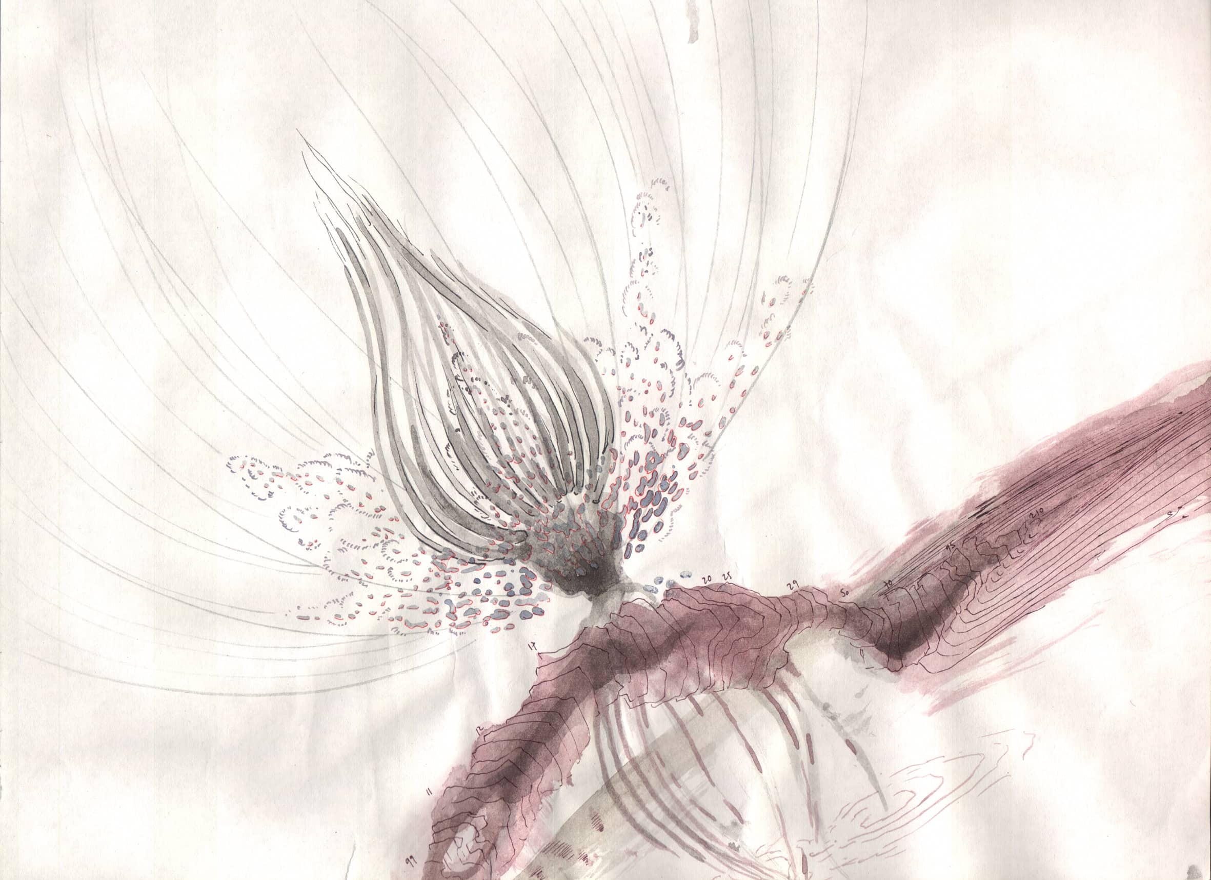 Bleistiftzeichnung Aquarell Tusche